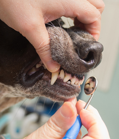 Grants Pass Dog Dentist