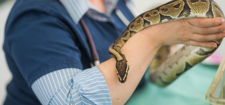 skilled vet care for reptiles in Elbert