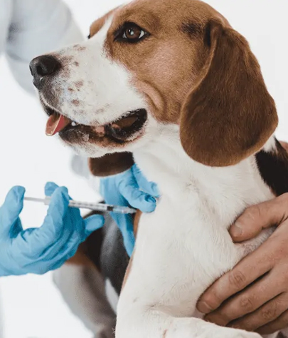 Dog Vaccinations in Algodones