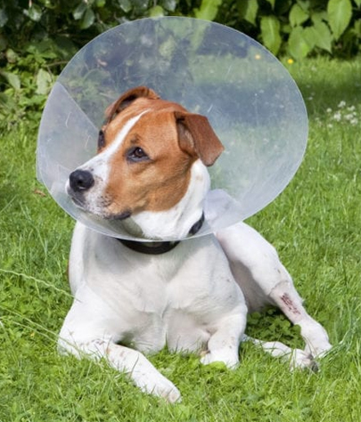 Highlands Ranch Spaying And Neutering