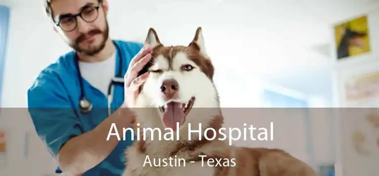 Animal Hospital Austin - Texas