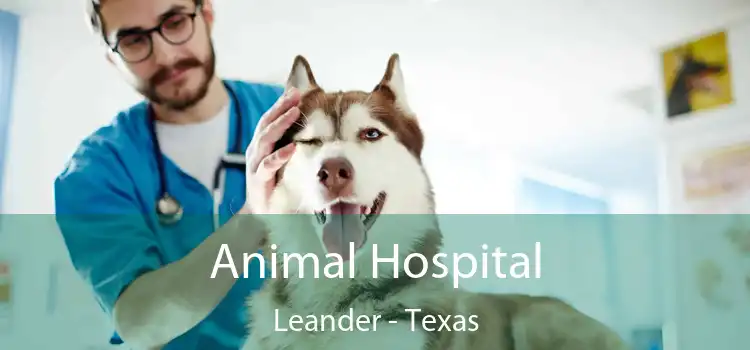 Animal Hospital Leander - Texas