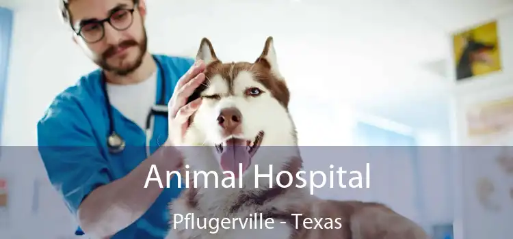 Animal Hospital Pflugerville - Texas