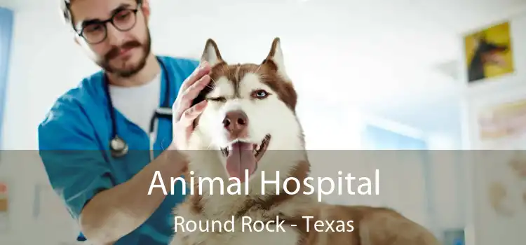 Animal Hospital Round Rock - Texas