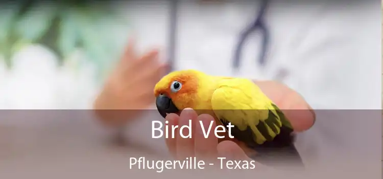 Bird Vet Pflugerville - Texas