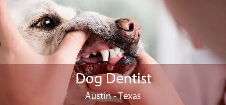 Dog Dentist Austin - Texas