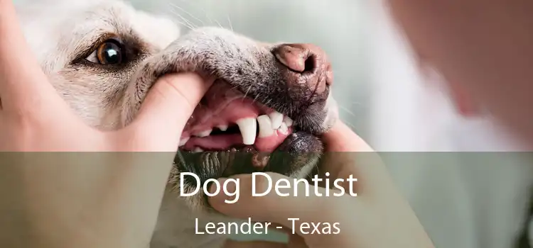 Dog Dentist Leander - Texas