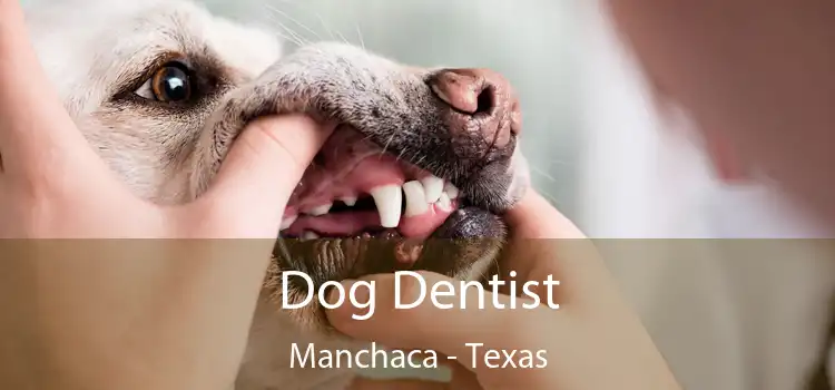 Dog Dentist Manchaca - Texas