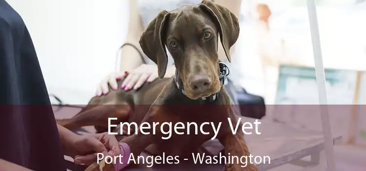 Emergency Vet Port Angeles - Washington