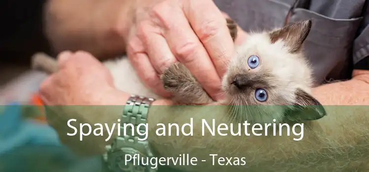 Spaying and Neutering Pflugerville - Texas